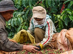 Biến đổi khí hậu có thể khiến diện tích đất trồng cà phê tại Việt Nam giảm gần một nửa